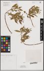 Foto von Salix fragilis L.